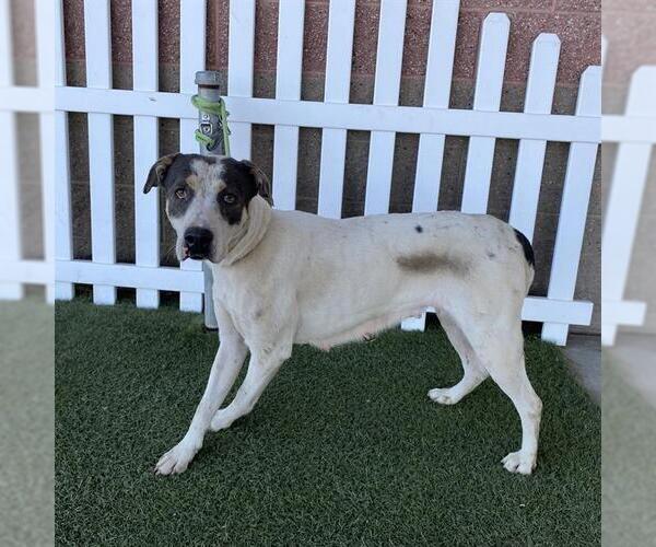 Medium Photo #1 Mutt Puppy For Sale in Modesto, CA, USA