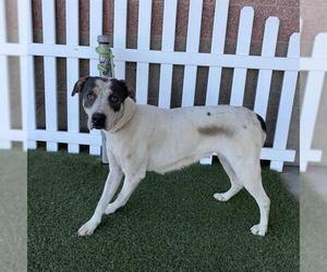 Mutt Dogs for adoption in Modesto, CA, USA