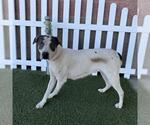 A614495 - Female Mutt Dog for Adoption - Small photo