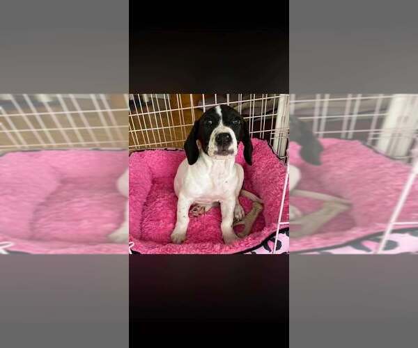 Medium Photo #8 Basset Hound-Unknown Mix Puppy For Sale in New York, NY, USA
