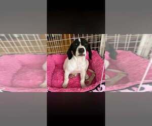Dolly (GA) - Female Basset Hound-Unknown Mix Dog for Adoption - Photo #8