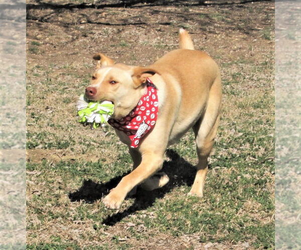 Medium Photo #3 Retriever -Unknown Mix Puppy For Sale in Godley, TX, USA