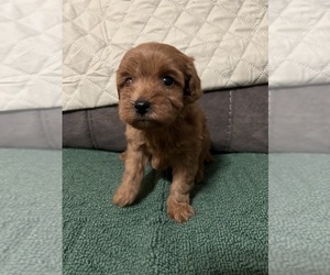 Cavalier King Charles Spaniel-Poodle (Toy) Mix Puppy for sale in SMITHVILLE, TN, USA
