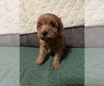 Small Cavalier King Charles Spaniel-Poodle (Toy) Mix