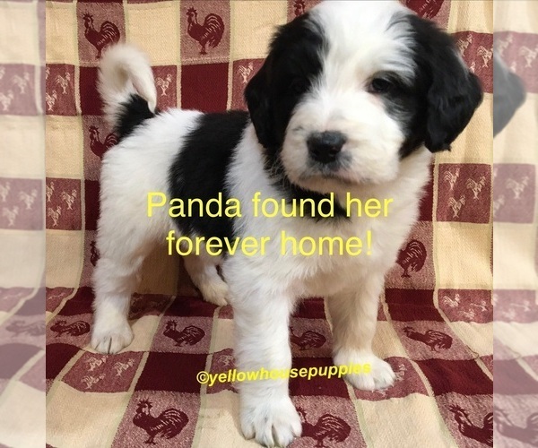 Medium Photo #1 Saint Berdoodle Puppy For Sale in HASTINGS, MI, USA