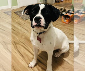 Dottie - Female Lab-Pointer Dog for Adoption - Photo #13