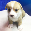 Small Photo #4 Pembroke Welsh Corgi Puppy For Sale in SEATTLE, WA, USA