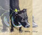 Small #6 Bull Terrier-Labrador Retriever Mix