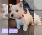 Image preview for Ad Listing. Nickname: Litter of 4