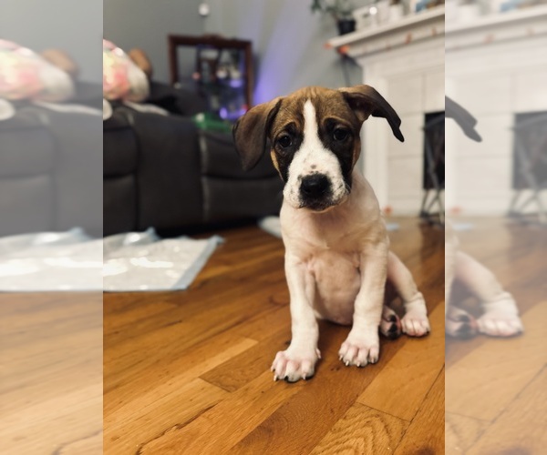Medium Photo #5 America Bandogge Mastiff Puppy For Sale in SNELLVILLE, GA, USA