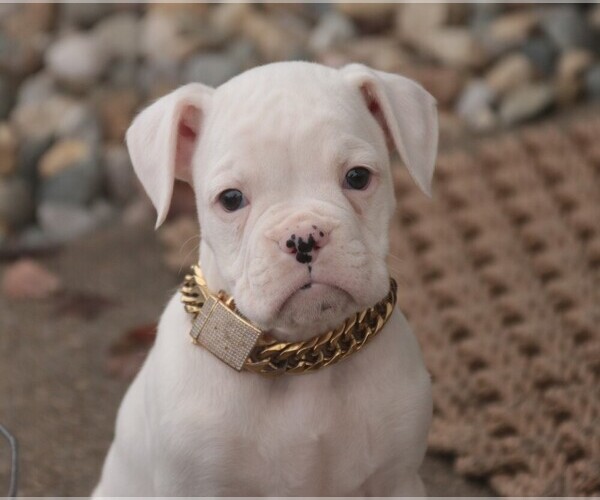 Medium Photo #1 Boxer Puppy For Sale in SHIPSHEWANA, IN, USA