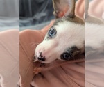 Small #4 Chihuahua