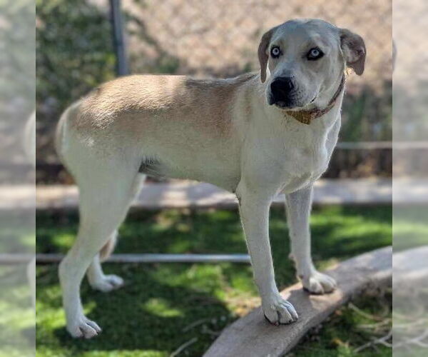 Medium Photo #3 Labrador Retriever-Unknown Mix Puppy For Sale in Vail, AZ, USA