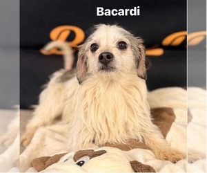 Bacardi - Male Chihuahua-Unknown Mix Dog for Adoption - Photo #6