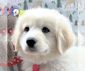 Great Pyrenees Dogs for adoption in Spring, TX, USA