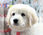 Small Great Pyrenees