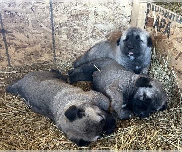 Medium Photo #1 Kangal Dog Puppy For Sale in THURMONT, MD, USA