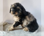 Small Photo #7 Cavapoo Puppy For Sale in CARLISLE, KY, USA