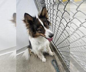 Border Collie-Unknown Mix Dogs for adoption in Temple, TX, USA