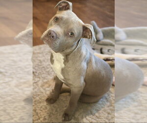 American Staffordshire Terrier Dogs for adoption in Mooresville, NC, USA