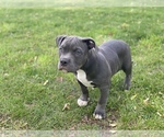 Small Photo #31 American Bully Puppy For Sale in OVERLAND, KS, USA