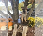 Small Photo #1 German Shepherd Dog Puppy For Sale in ROCKFIELD, KY, USA