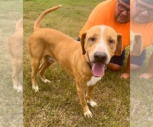 Mutt Dogs for adoption in Abbeville, LA, USA