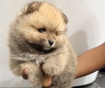Small #6 Pomeranian
