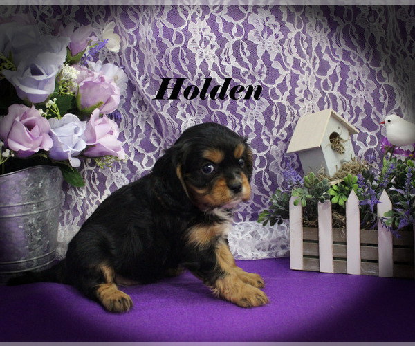 Medium Photo #16 Cavalier King Charles Spaniel Puppy For Sale in CHANUTE, KS, USA