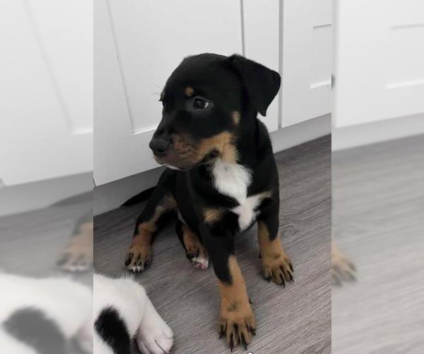 Medium Photo #1 Mutt Puppy For Sale in Camarillo, CA, USA