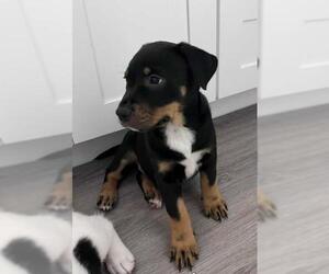 Mutt Dogs for adoption in Camarillo, CA, USA