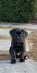 Small Photo #5 Cane Corso Puppy For Sale in BEAR, DE, USA