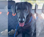 Small #4 Labrador Retriever Mix