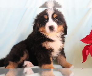 Bernese Mountain Dog Puppy for sale in SHILOH, OH, USA