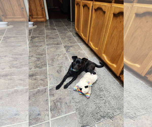 Medium Photo #4 Chihuahua-Unknown Mix Puppy For Sale in Yuba City, CA, USA