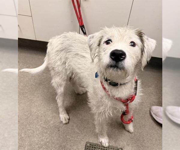 Medium Photo #1 Cairn Terrier Puppy For Sale in HESPERIA, CA, USA