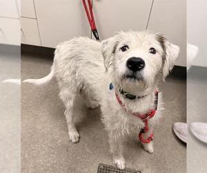 Cairn Terrier Dogs for adoption in HESPERIA, CA, USA