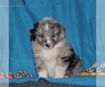 Small Photo #1 Australian Shepherd Puppy For Sale in HOLTWOOD, PA, USA
