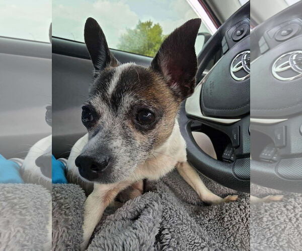 Medium Photo #6 Chihuahua-Unknown Mix Puppy For Sale in Boonton, NJ, USA