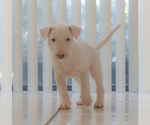 Small Photo #13 Bull Terrier Puppy For Sale in KENDALL, FL, USA