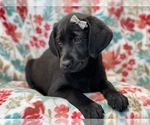 Small Photo #3 Labrador Retriever Puppy For Sale in LAKELAND, FL, USA
