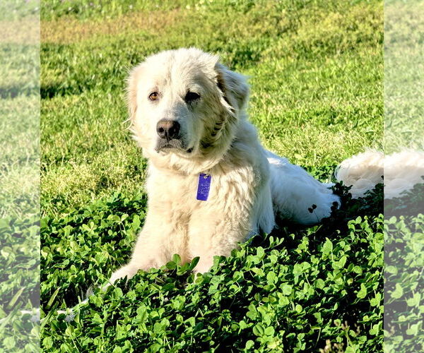 Medium Photo #5 Great Pyrenees Puppy For Sale in Spring, TX, USA