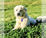 Small #4 Great Pyrenees