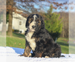 Small Photo #3 Bernedoodle-Poodle (Standard) Mix Puppy For Sale in DENVER, PA, USA