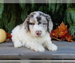 Small #2 Labradoodle