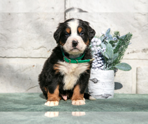 Medium Bernese Mountain Dog