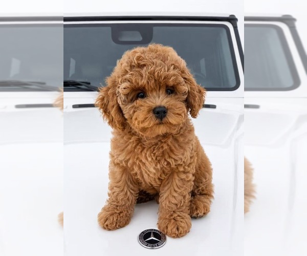 Medium Photo #1 Poodle (Toy) Puppy For Sale in EASTVALE, CA, USA