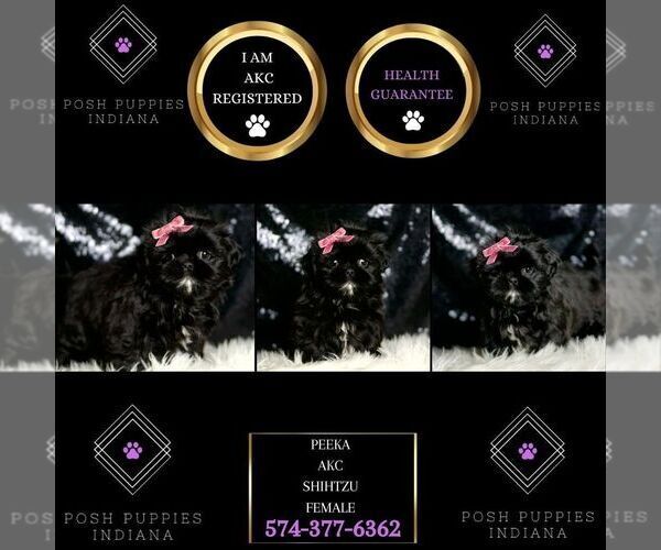 Medium Photo #2 Shih Tzu Puppy For Sale in WARSAW, IN, USA