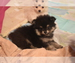 Small #13 Pomeranian