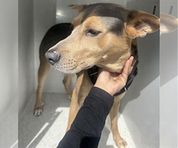 Medium Photo #2 Labrador Retriever-Unknown Mix Puppy For Sale in Houston, TX, USA